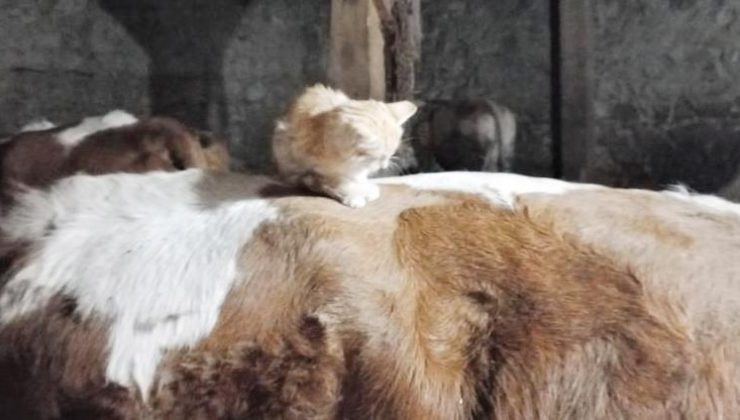 Yavru kedi uyumak için ineklerin sırtını tercih ediyor