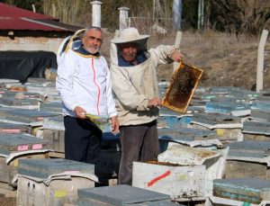 Küresel ısınma arıların kafasını karıştırdı, bal üretiminde azalma olabilir