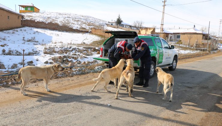 Yozgat’ta HAYDİ ekipleri sahipsiz hayvanlar için doğaya mama bıraktı