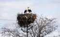 Göçmen köy, göçmen kuşları 60 yıldır misafir ediyor